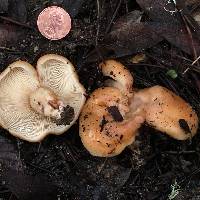 Lactarius alnicola image