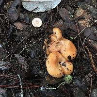 Lactarius alnicola image