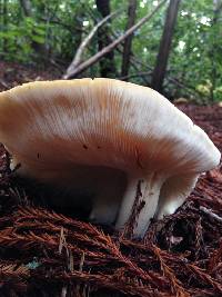 Leucopaxillus gentianeus image