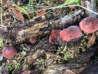 Marasmius plicatulus image