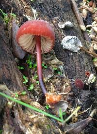 Marasmius plicatulus image