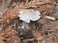 Inocybe geophylla var. lilacina image