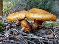 Omphalotus olearius image