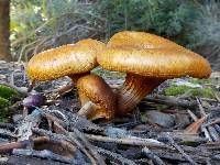 Omphalotus olearius image