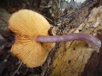 Gymnopilus purpuratus image