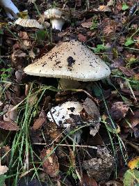 Amanita phalloides image