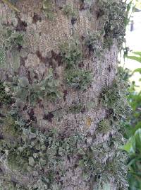 Ramalina complanata image