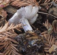 Inocybe geophylla var. lilacina image