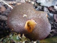 Gymnopilus purpuratus image