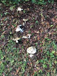 Amanita phalloides image