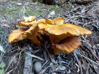 Omphalotus olearius image