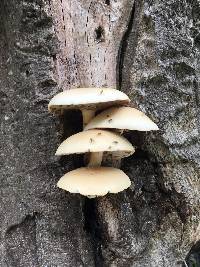 Agrocybe parasitica image