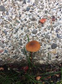 Conocybe rugosa image