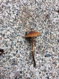 Conocybe rugosa image