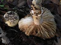 Amanita gemmata image