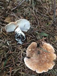 Leucopaxillus gentianeus image