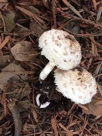 Chlorophyllum brunneum image