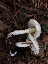 Chlorophyllum brunneum image