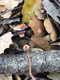 Mycena californiensis image