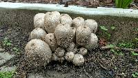 Coprinopsis atramentaria image