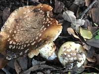 Amanita gemmata image