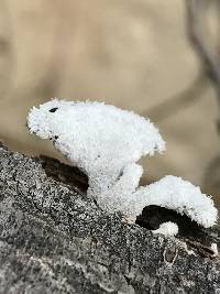 Schizophyllum commune image