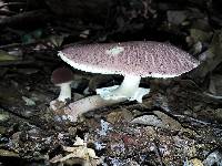 Lepiota decorata image