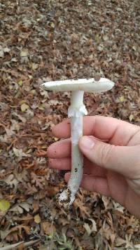 Amanita phalloides image