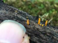 Calocera cornea image