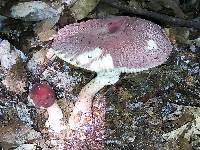 Lepiota decorata image