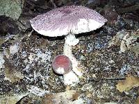 Lepiota decorata image