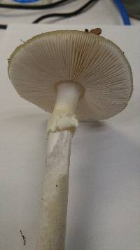 Amanita phalloides image