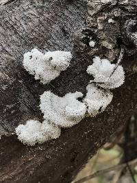 Schizophyllum commune image