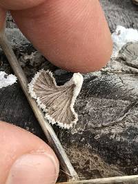 Schizophyllum commune image