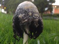 Coprinus comatus image