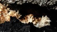 Hericium coralloides image