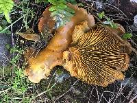 Omphalotus olivascens image