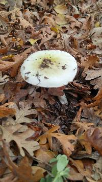 Amanita phalloides image