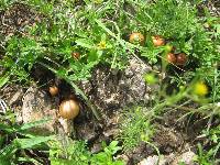 Psilocybe coprophila image