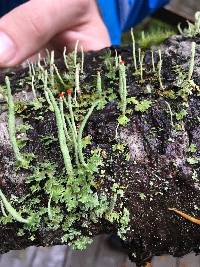 Cladonia macilenta image