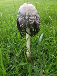 Coprinus comatus image