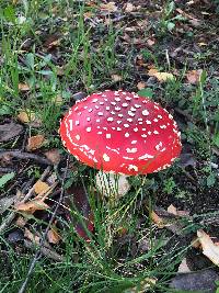 Amanita muscaria image