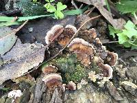 Trametes versicolor image