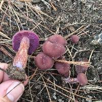 Laccaria amethysteo-occidentalis image