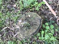 Trametes versicolor image