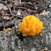 Tremella aurantia image