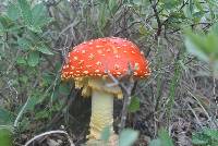 Amanita muscaria image