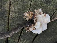 Trametes versicolor image
