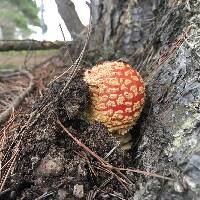 Amanita muscaria image