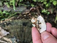 Trametes versicolor image